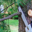 T & D Tree Service - Tree Service