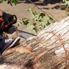 Raritan Tree Service gallery