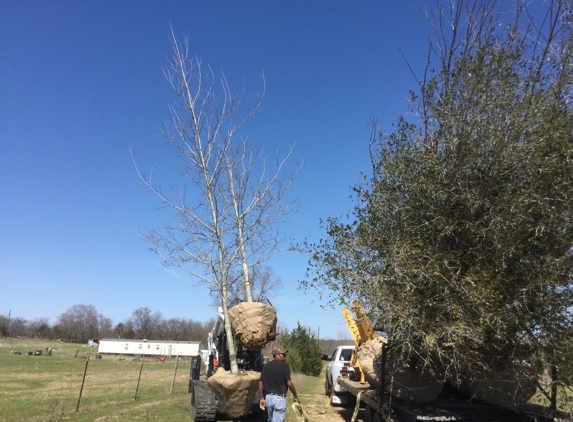 RAMIREZ TREES - Austin, TX