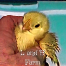 L and B Farm - Poultry Farms