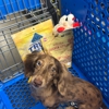 Petsense by Tractor Supply gallery