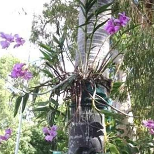 Cook Shire Council - After Hours. The Cooktown Orchid in full bloom