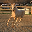 HatchRanch - Horse Stables