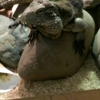 Reptile Zoo gallery