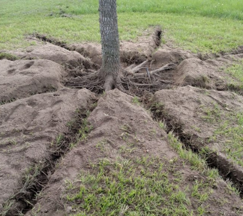 Texas Tree Team - Houston, TX