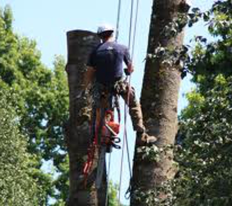 R & R Tree Service - Plantation, FL