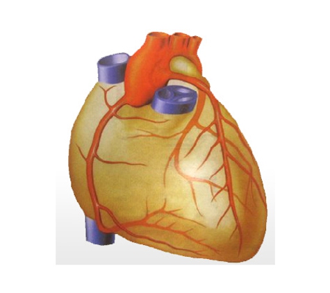 Wayne Cardiology - Malvern, VIC