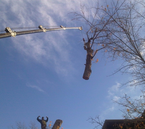 Bear Creek Tree Service - Englewood, CO