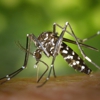 Barrier Termite & Pest Control gallery