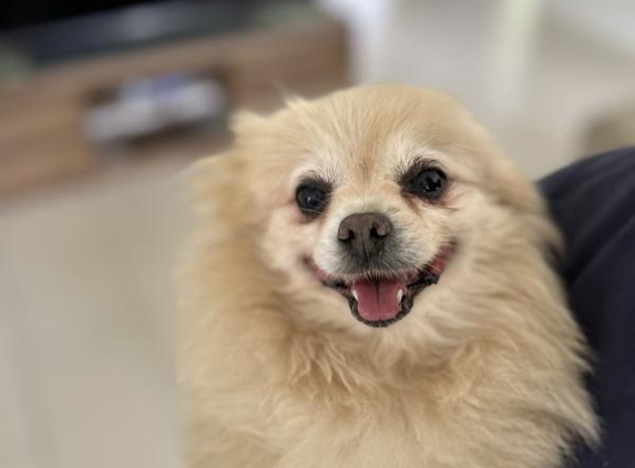Proserpine Veterinary Surgery - Proserpine, QLD. LuLu