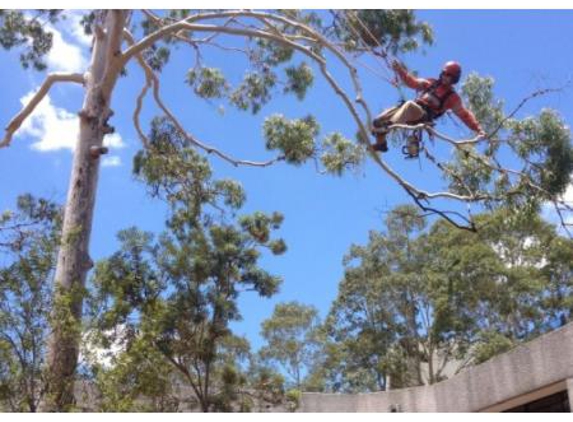 T & M Tree Services - Buccan, QLD