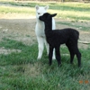 Alpaca Haven Farm of KY & Gift/Fiber Shop gallery