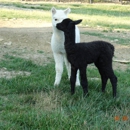 Alpaca Haven Farm of KY & Gift/Fiber Shop