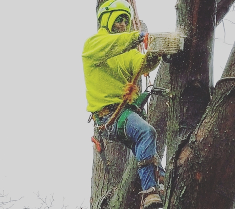 Wichita Tree Service - Bel Aire, KS