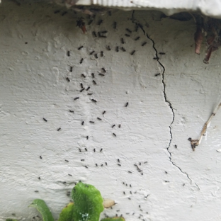 Insight Pest Control - Salem - Salem, OR. Odorous house ants