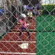 Hit & Run Batting Cages