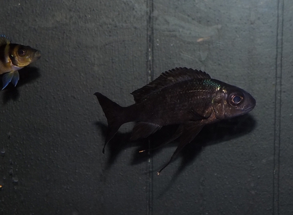 Cichlid Lovers Tropical Fish - Tucson, AZ. Boops kipili with NO NEON TAIL. Thanks Alan