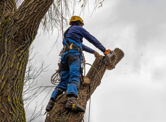 Sanchez Brothers Tree Service - Visalia, CA