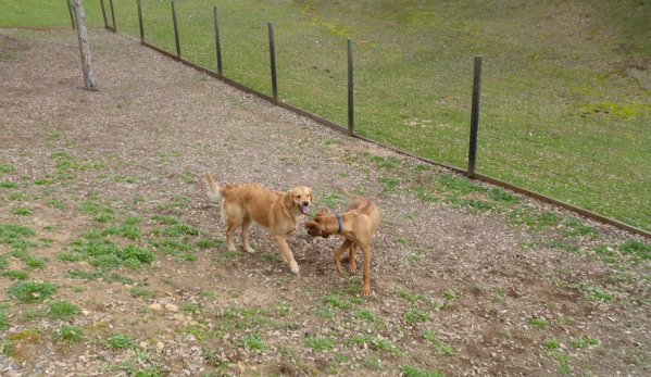 Creature Comforts Dog Boarding - Mariposa, CA