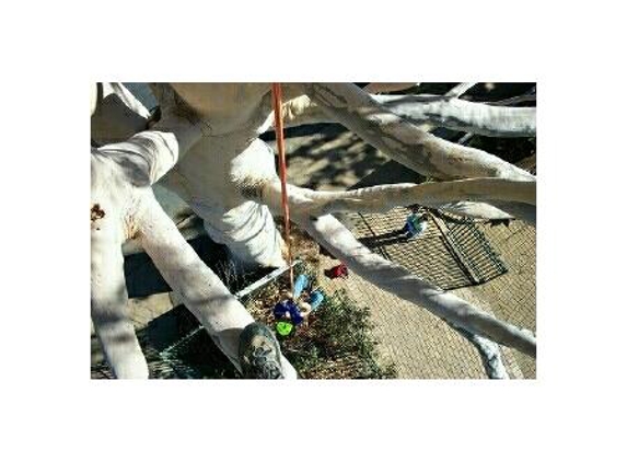 Arborman - Tree Solutions - Port Adelaide, SA