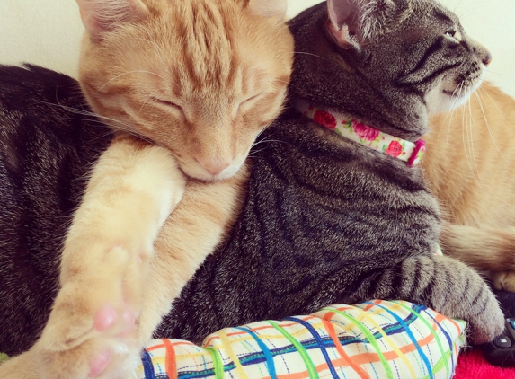 Purrfect Cat Sitter - Jupiter, FL