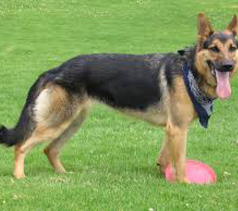 Border Veterinary Surgery Goondiwindi - Goondiwindi, QLD