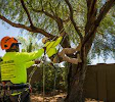 Trees For Needs - Phoenix, AZ