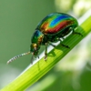 All About Bugs Inc gallery
