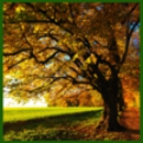 Low Rate Tree Service - Tree Service
