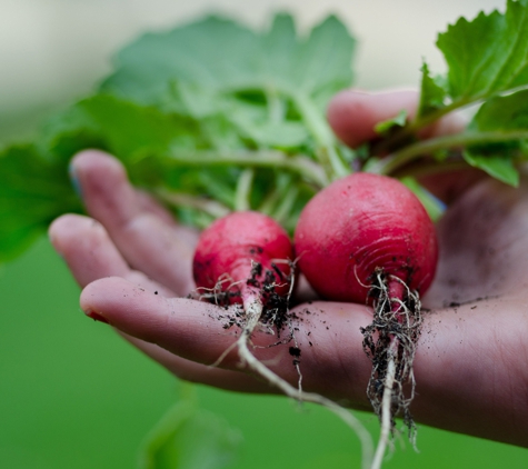 Stoneman's Garden Centre - Glenorchy, TAS. Radish