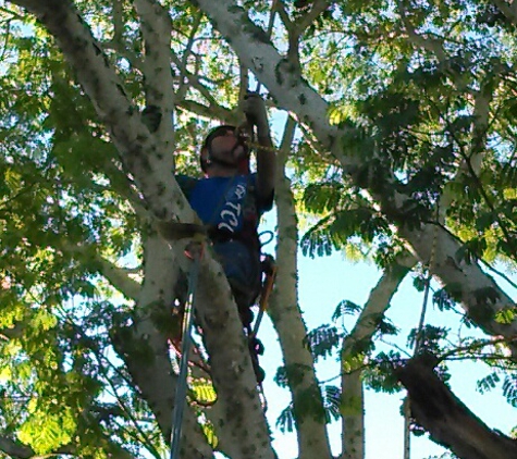 Beechnut Tree Service - New Port Richey, FL. Tree Trimming