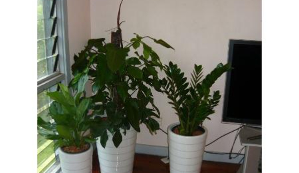 Quality Indoor Plants Hire - Girraween, NT