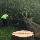Expert Tree Care Co. Inc - Stump Removal & Grinding