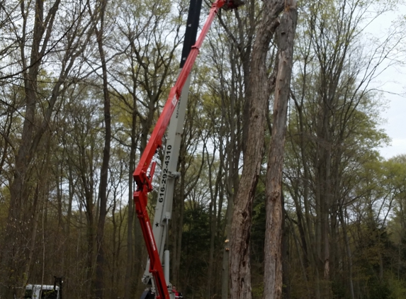 Andys tree care - Fennville, MI