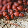 B & R Pest Control gallery
