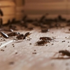 Amco Pest Solutions Inc gallery