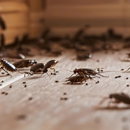 Amco Pest Solutions Inc - Pest Control Equipment & Supplies