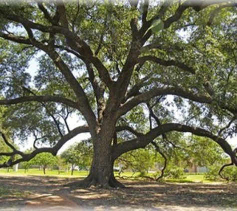 Tree  Musketeers LLC - San Antonio, TX