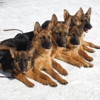 SIRIUS K9 ACADEMY gallery