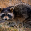 Above and Beyond Wildlife Control gallery