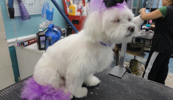 A Shampoochies Dog Grooming And Spa LLC - Las Vegas, NV