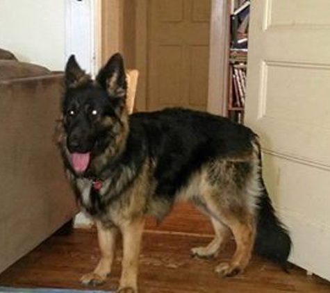 DARKSTAR GERMAN SHEPHERDS - Wantagh, NY