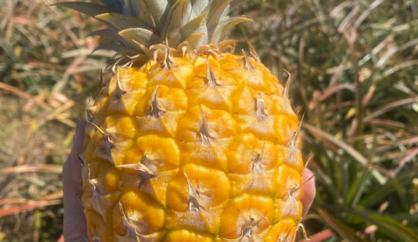 Maui Pineapple Tours - Makawao, HI