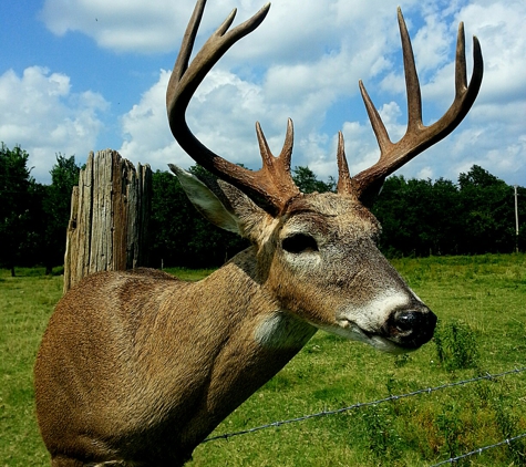 Freedom Outdoors & Taxidermy - Seneca, MO