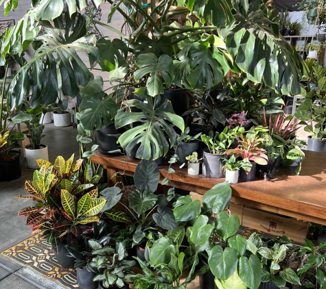 Evergreen Nursery Inc. - San Leandro, CA. Houseplants