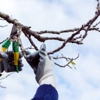 Arias Pro-Tree Services gallery