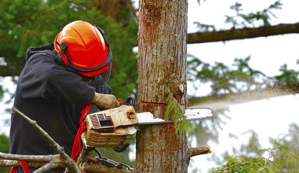 Mildura Tree Services - Mildura, VIC. We are proud of the work we do & ensure customer satisfaction.