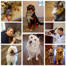 Atlantic Veterinary Hospital - Veterinary Clinics & Hospitals