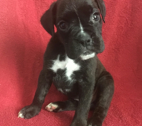 Cmz Boxers - Lawton, OK. Beautiful  female boxer puppies