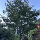 Sunol Tree Pruning